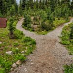 Traits - Photo of Pathway Surrounded By Fir Trees