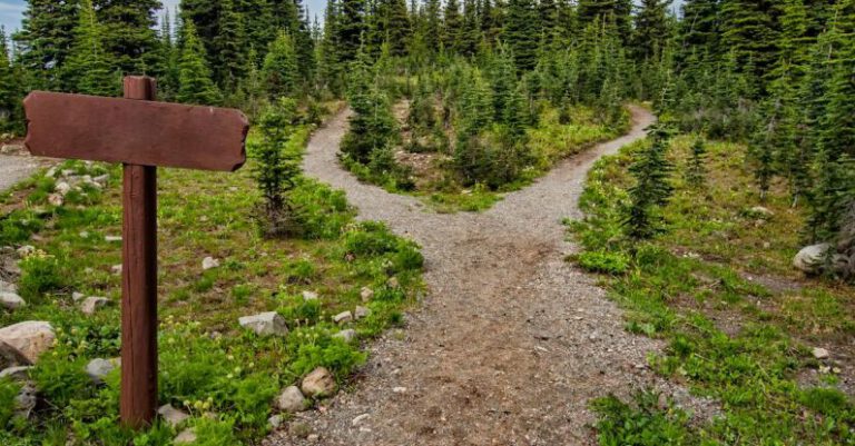 Traits - Photo of Pathway Surrounded By Fir Trees